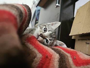 я ищу кошку: Кошка даром: Беспородная, Девочка — 1