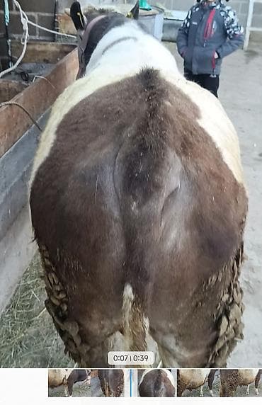 коты бишкек: Сатам | Бука (эркек) | Көбөйтүү үчүн, Сүт алуу үчүн | Байланган — 3