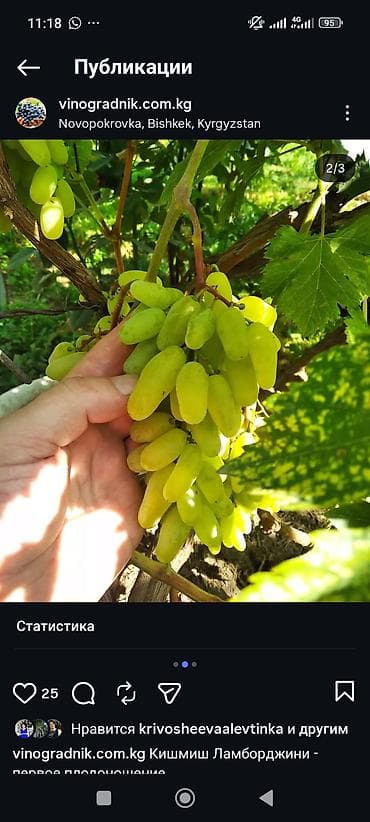 рассады малины: Продаю черенки винограда для укоренения или прививки. Столовые — 8