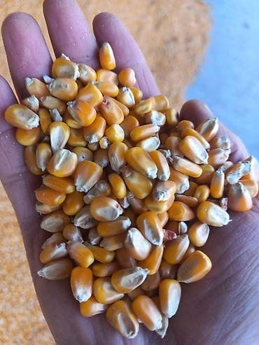 Продаю кукурузу 10тонн