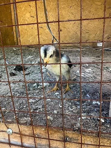 паилка для кур: Продаю | Цыплята | Для разведения — 3