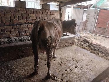 уй жаныбар: Сатам | Уй (ургаачы) | Көбөйтүү үчүн — 1