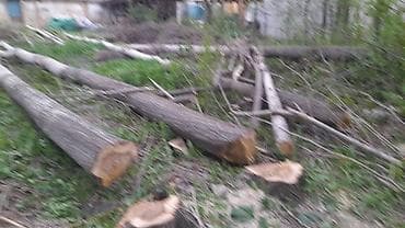 мяса говядина: Терек Алабыз ушул номерге Кыялбек Ватсап бар байланышсаныздар болот — 3