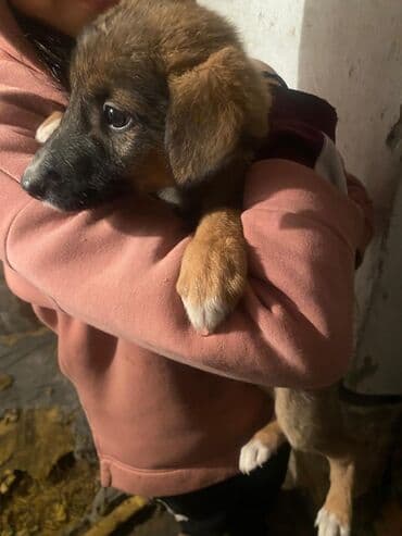 сабака овчарка: Собака даром: Овчарка, 2 месяца, Самка — 7