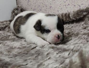 отдам даром собаку в хорошие руки: Щенки французского бульдога,есть бронь, 5 мальчиков и 1 девочка — 4