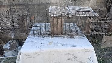 стелные каровы: Г.Ош . Продается Клетка — 2