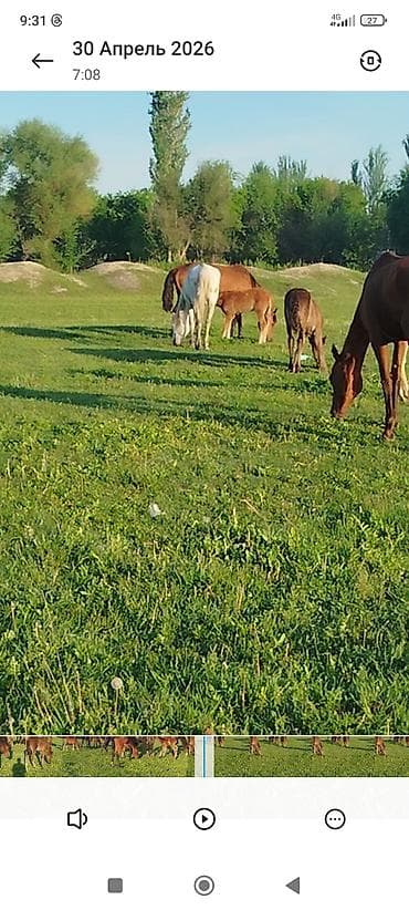 Айыл-чарба жаныбарлары: Сатам | Тай | Көбөйтүү үчүн | Асыл тукумдуу — 6