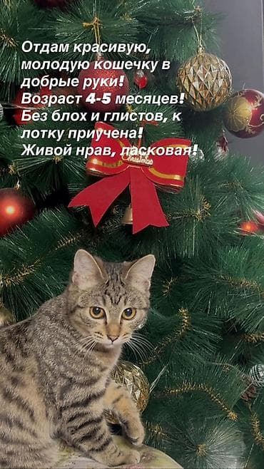 Продажа кошек: Кошка даром: Беспородная, 4 месяца, Девочка, Приучена к лотку — 1