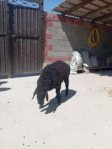 баранина живой: Продаю | Ягненок | На забой — 2