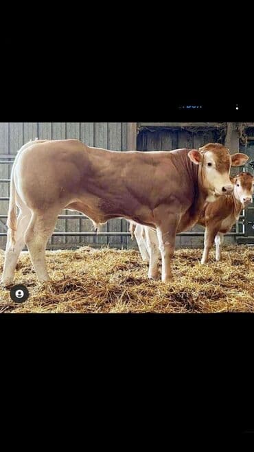 Услуги ветеринара: Искусственное осеменение коров, молочного, мясного направления — 4