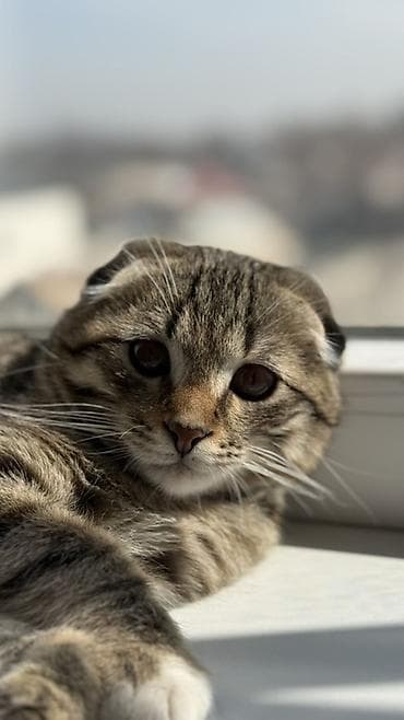 Отдам даром кошку: Скотиш Фолд (Шотландская вислоухая), 5 месяцев, Мальчик, Приучена к лотку — 2