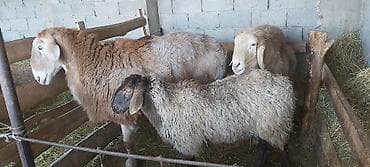 Собаки: Продаю | Баран (самец) | Полукровка | Для разведения — 7