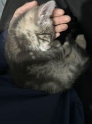 шотландская кошка скоттиш страйт: 5 месяцев, Мальчик, Серый, Приучена к лотку, С прививками — 7