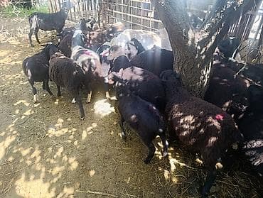 продажа козы: Продаю | Овца (самка), Баран (самец) | На забой — 10