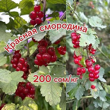 черный орех: Смородина В розницу, Платная доставка — 1