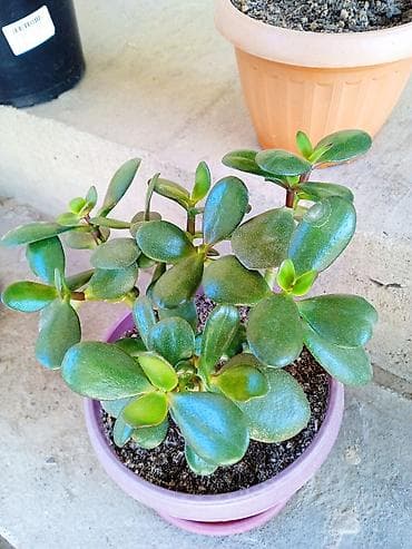 пеларгония: Комнатные растения в горшках: 1) Пеларгония (герань) с крупными — 7