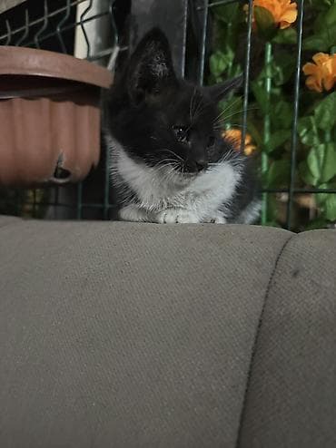 котята простые: Котенок девочка — 2