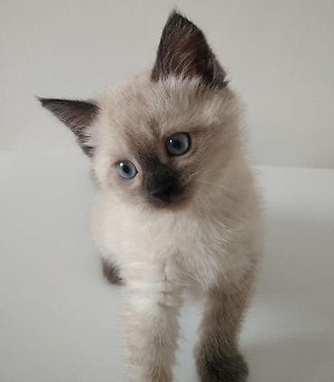 сиамский котенок цена: Сиамская, 2 месяца, Девочка, Приучена к лотку — 10
