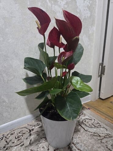 долларовый цветок: Антуриум (Anthurium andreanum) в декоративном горшке - Сорт с — 8