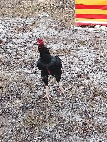 каровы кара балта: Продаю | Петух | Бойцовая | Для разведения — 4