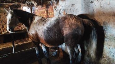 продаю в связи переездом: Продаю | Кобыла (самка) | Для разведения — 11