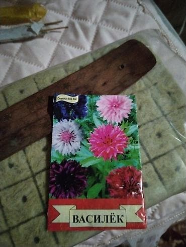 Василёк — смесь сортов (семена)рассада выращенная на улице мороза не at lalafo.kg Василёк — смесь сортов (семена)рассада выращенная на улице мороза не