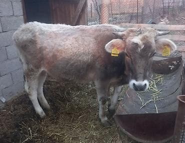 собаки тайган: Сатам | Уй (ургаачы) | Аргын | Көбөйтүү үчүн | Асыл тукумдуу — 4