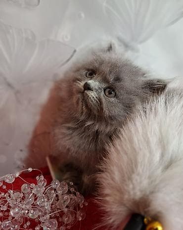 cat litter: Скотиш Страйт (Шотландская прямоухая), 2 месяца, Мальчик, Голубой, Приучена к лотку, Проглистована — 9