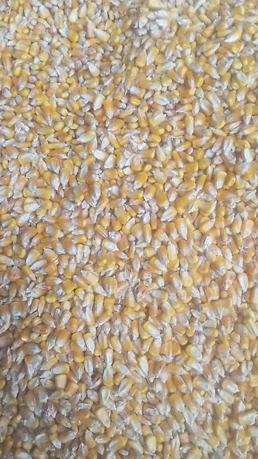 үй жаныбарлар: Кукуруза зерновая (сухое зерно) - Желтое зерно кукурузы, очищенное от — 1