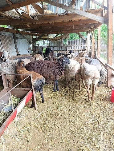 Животные: Продаю | Овца (самка) | Для разведения | Матка — 3