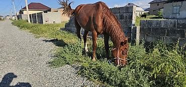 ласка животное: Продаю | Кобыла (самка) | Для разведения — 1