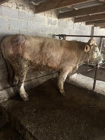 рыба семга: Продаю | Бык (самец) | На откорм | Привязанные — 3