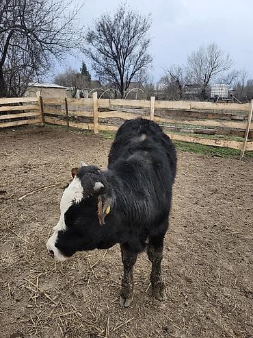 корова швиц алатоо: Продаю | Бык (самец) | Полукровка | На откорм, На забой, Для разведения — 4