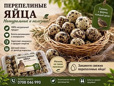 поросята беловодск: Продаю домашнее перепелов и перепелиные яицо — 2