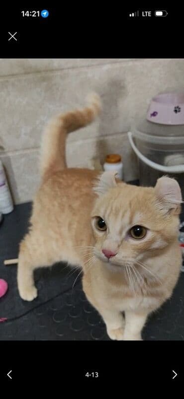 корм для домашних животных: Американский кёрл, 9 месяцев, Мальчик, Рыжий, Приучена к лотку — 2