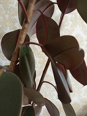 азия пелес: Фикус эластика (каучуконосный), крупномер в декоративном горшке. - — 4