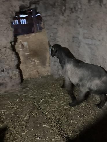 домашние птицы: Продаю | Баран (самец) | Для разведения | Кастрированные — 2