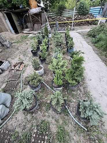 grow a garden: Хвойные саженцы в контейнерах - Разные виды и формы: карликовые ели и — 3