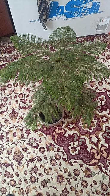 Дом и сад: Комнатные растения в горшках. 1) Араукария (Norfolk Island Pine) в — 2