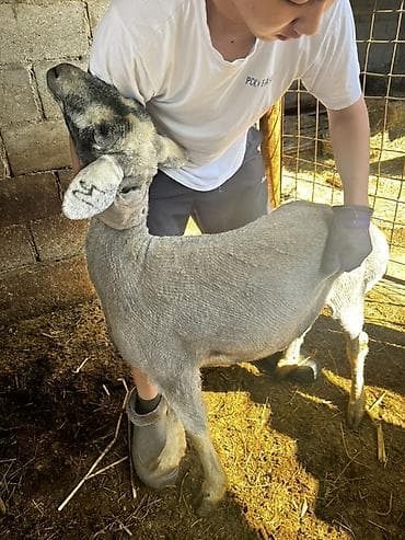 утки белые: Продаю | Овца (самка) | Для разведения — 6