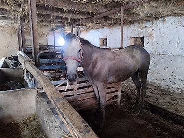 ит пародасы: Сатам | Байтал | Союуга | Асыл тукумдуу — 4