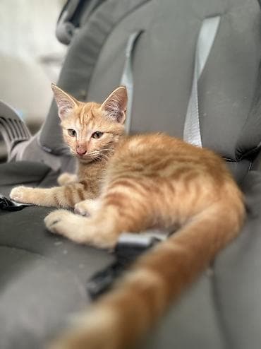 d cat: Ищу дом для рыжика🧡 Рыжий котёнок с классическим полосатым рисунком — 1