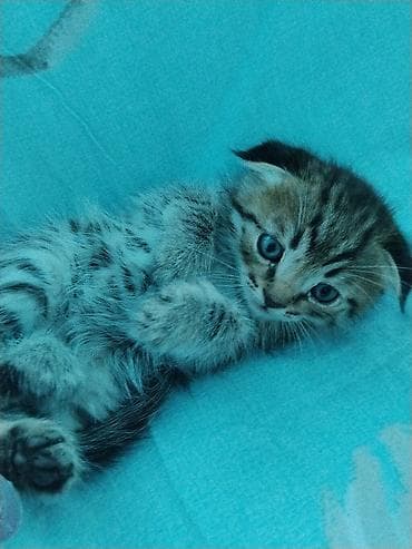 бенгальская кошка окрасы: Шотландские вислоухие котята (Scottish Fold) - Окрас: классический — 2