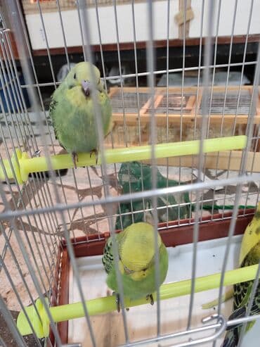 сколько стоит 1 кг домашних пельменей: Волнистые попугаи особо отличаются болтливостью довольно легко — 4