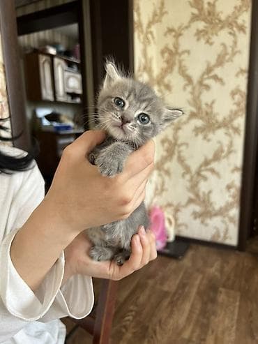 коты город ош: Котята домашние, помет из нескольких малышей: - Окрас: сплошной серый — 3