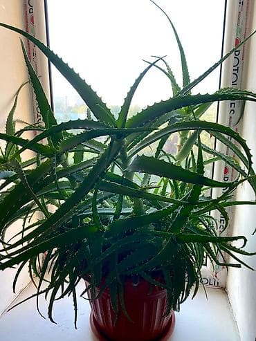 где можно купить алоэ вера: ЦЕНА ДОГОВОРНАЯ❗️Алоэ (Aloe) в горшке Крупное взрослое растение 7 — 1