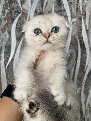 кот маленький: Шотландский вислоухий котёнок (Scottish Fold) Предлагается к продаже — 5
