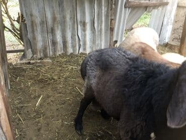 домик для кота: Продаю | Овца (самка) — 1