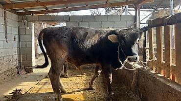 Ветеринар кызматы: Сатам | Бука (эркек) | Швиц | Көбөйтүү үчүн — 7