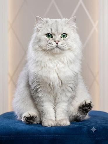 кошка малинкий: Вязка: Скотиш Страйт (Шотландская прямоухая), Мальчик, 2 года, С документами, Серебристая шиншилла — 1